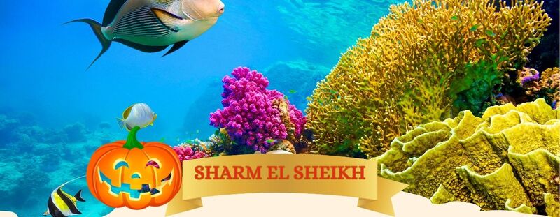 OFFERTA VALIDA DAL 30 OTTOBRE AL 10 NOVEMBRE
 EPIFANIA A MARRAKECH da 649 Euro