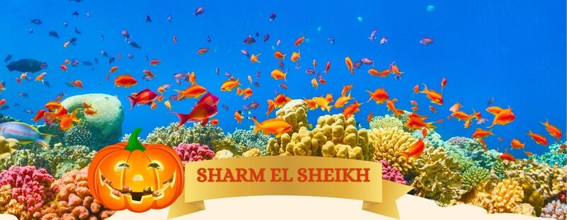 PARTENZE IL 21 E IL 28 DICEMBRE - 7 notti
 CAPODANNO SHARM EL SHEIKH da 599 Euro
