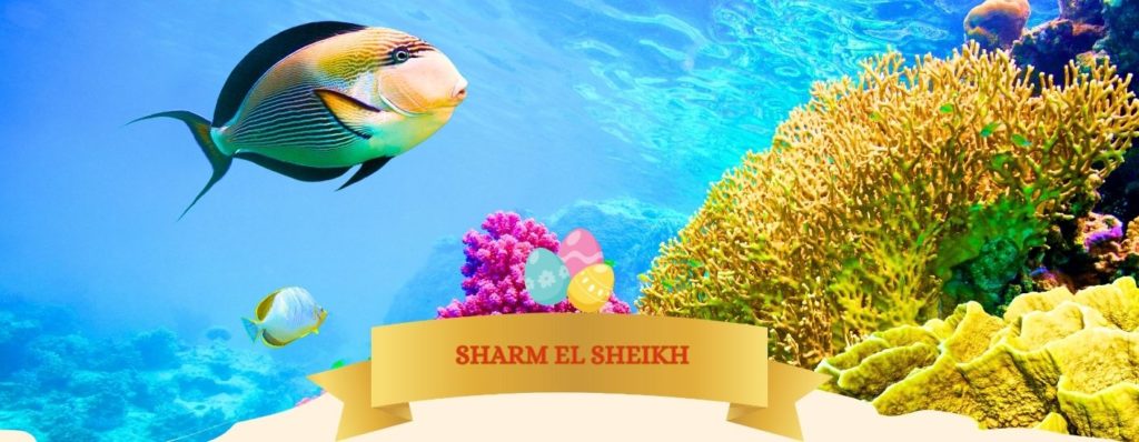 SPECIALE PASQUA & PONTI - 7 notti
SHARM EL SHEIKH - VOLO DIRETTO DA ROMA E NAPOLI - da 649 Euro