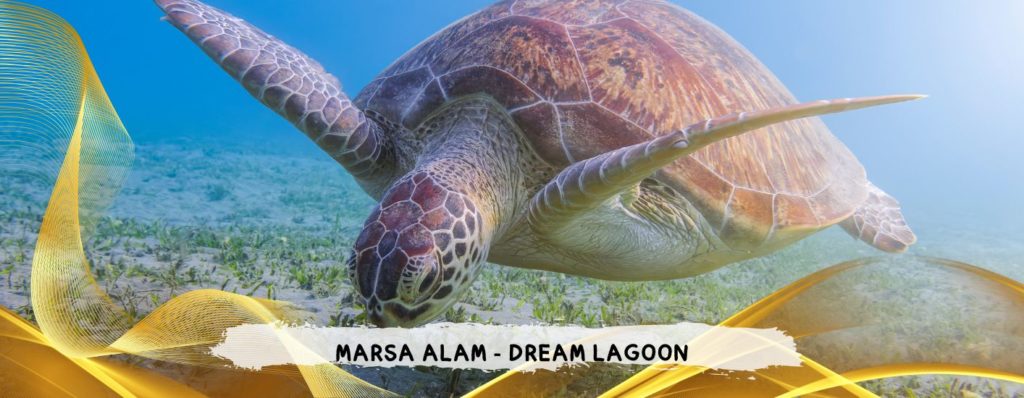 PARTENZE 3,10,17,24 AGOSTO - VOLI DIRETTI DA ROMA
MARSA ALAM - DREAM LAGOON RESORT 5* da 970