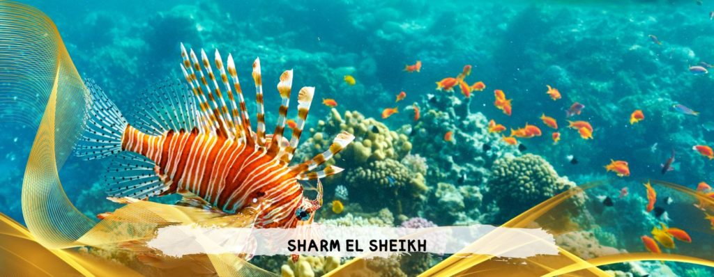 PARTENZE LUGLIO E AGOSTO - VOLI DIRETTI DA BOLOGNA
SHARM EL SHEIKH - QUEEN SHARM BEACH 4*
 - da 872 Euro
